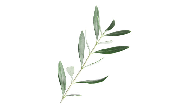 Twigs With Fresh Green Olive Leaves On White Background, Top View