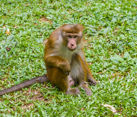 Ceylon monkeys, looking surprised look