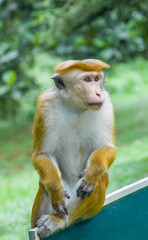 Ceylon monkeys, looking surprised look