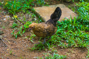 chicken. Sri Lanka