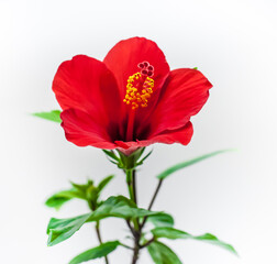 Hibiscus flower closeup on a white background. Focus on the stamens