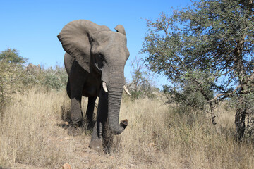 Obraz premium Afrikanischer Elefant / African elephant / Loxodonta africana