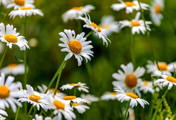 Garden Daisy in the flowerbed in summer closeup