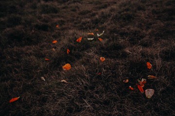 poppy petals in the grass