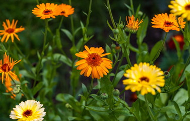 Orange flowers of marigold closeup in summer on a green background