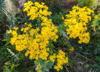 Yellow flowers in spring closeup