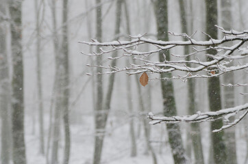 Beautiful forest landscape in winter full of snow. Trunks and branches of trees covered by snow. Winter paradise in a fantastic forest.
