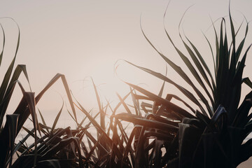 sunrise palms