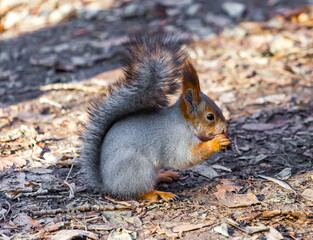Squirrel with a nut in his mouth against the autumn foliage of trees on the ground