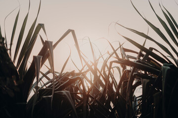sunrise palms
