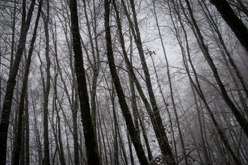 Fototapeta premium Beautiful forest landscape in winter full of snow. Trunks and branches of trees covered by snow. Winter paradise in a fantastic forest.