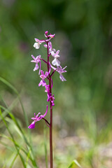 Anatolian Orchid (Orchis anatolica), spike of pale purple flowers, Turkey.