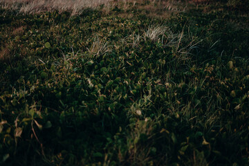 beach grass