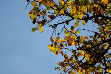 Feuilles d'automne 1