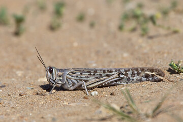Egyptian Grasshopper, (Anacridium aegyptium), near Side, Turkey.