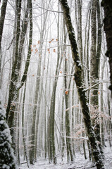 Obraz premium Beautiful forest landscape in winter full of snow. Trunks and branches of trees covered by snow. Winter paradise in a fantastic forest.