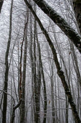 Beautiful forest landscape in winter full of snow. Trunks and branches of trees covered by snow. Winter paradise in a fantastic forest.