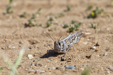 Egyptian Grasshopper, (Anacridium aegyptium), near Side, Turkey.
