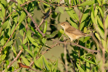Obraz premium Marsh Warbler (Acrocephalus palustris), in a bush, Side, Turkey.