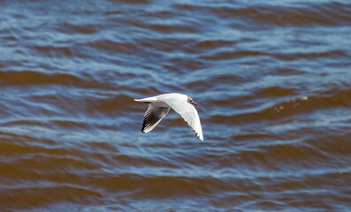 Fototapeta na wymiar Seagull flying over the river against the water in summer