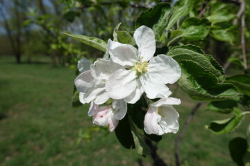 Five petaled white flower of apple tree in April