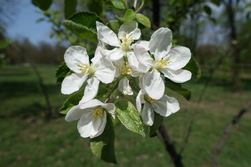 Obraz premium Lily white flowers of apple tree in April