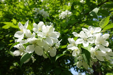 Pair of white cymes of apple tree in April