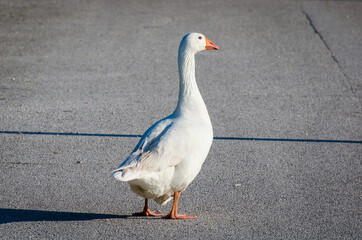 Un’oca bianca che cammina in mezzo alla strada