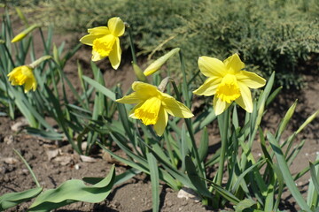 Four yellow flowers of narcissuses in April