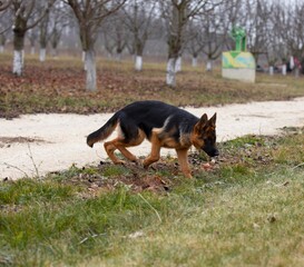 german shepherd puppy dog goes
