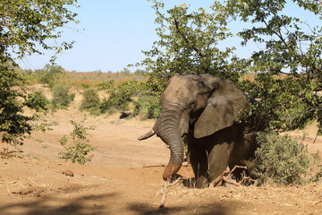 Fototapeta premium Afrikanischer Elefant / African elephant / Loxodonta africana