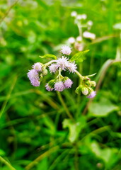 purple wildflowers among the grass