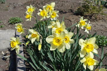 Green leaves and yellow flowers of narcissuses in April