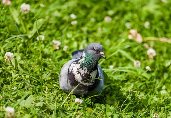 Bird pigeon close up on the grass background in summer