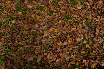 沼ッ原湿原の落ち葉の絨毯