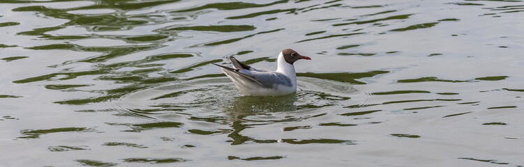 Gull bird close up on the background of the water surface of the reservoir in summer