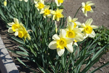 Fototapeta premium Lush foliage and flowers of yellow narcissuses in April