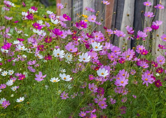 Colorful flowers of Cosmea in summer in the garden against the background of greenery and an old wooden fence