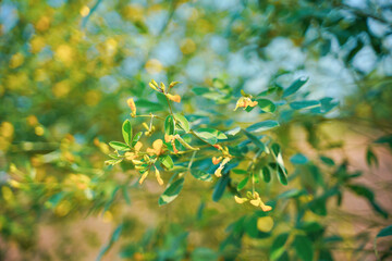 Green pigeon pea field in india