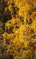 Yellow leaves on the branches of the birch tree in autumn . Background