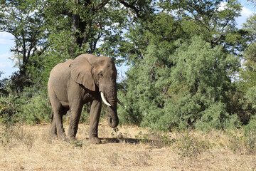 Obraz premium Afrikanischer Elefant / African elephant / Loxodonta africana