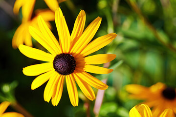 Lush yellow echinacea flowers on the summer field with beautiful bokeh. Floral and flowers backgrounds