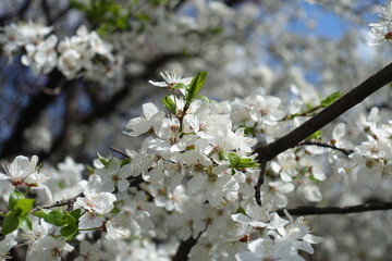 Cluster of white flowers of plum tree in April