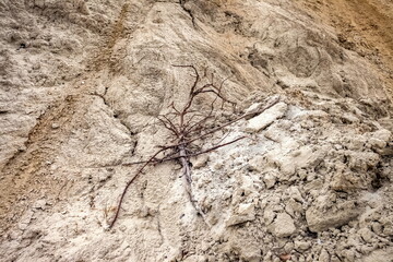 Dry tree branch gray-yellow sand in autumn. Background