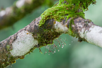 Moss on tree trunk, National park, Thailand