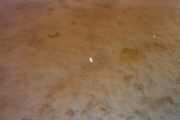 A white gull feather on the surface of a shallow lake and its bottom in autumn. Background