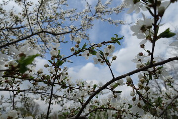 Dark brown branch of blossoming plum tree in April