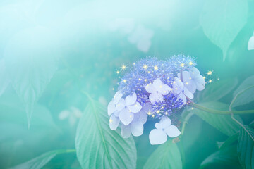 雨上がりのアジサイの花