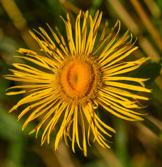 yellow daisy flower of Yellow oxeye (Telekia speciosa) from top