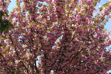 Plenty of double pink flowers of sakura in April